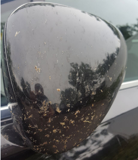 dode vliegen op autospiegel