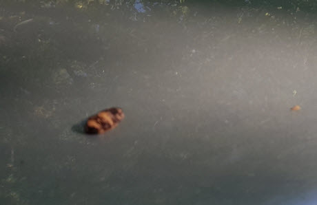 hars verwijderen van auto