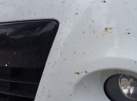 insectenverwijderaar auto