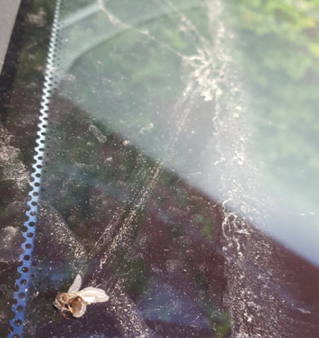 vliegen verwijderen van auto