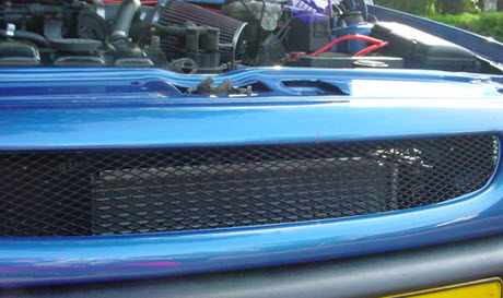 racegaas vangt vliegen